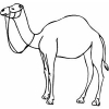 camel