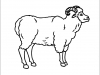 sheep