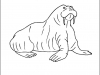 walrus