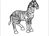 zebra