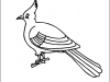 bulbul