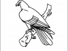 eagle