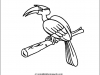 hornbill