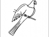 parrot
