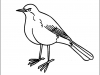 robin