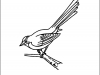 sparrow