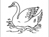 swan