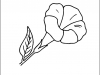 allamanda