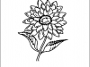 dahlia