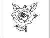 rose