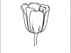 tulip