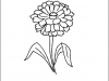 zinnia