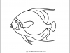 french-angel-fish