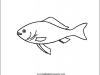 gold-fish