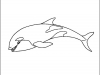 killer-whale
