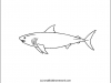 shark