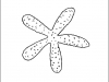 star-fish