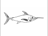 sword-fish