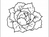 cabbage
