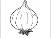 onion