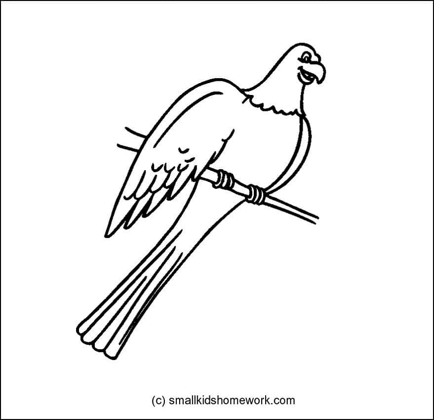 Parrot Outline Picture