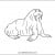 Walrus