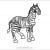 Zebra