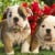 puppies
