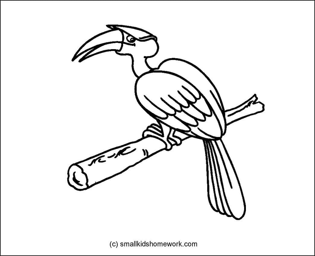 hornbill-outline-image