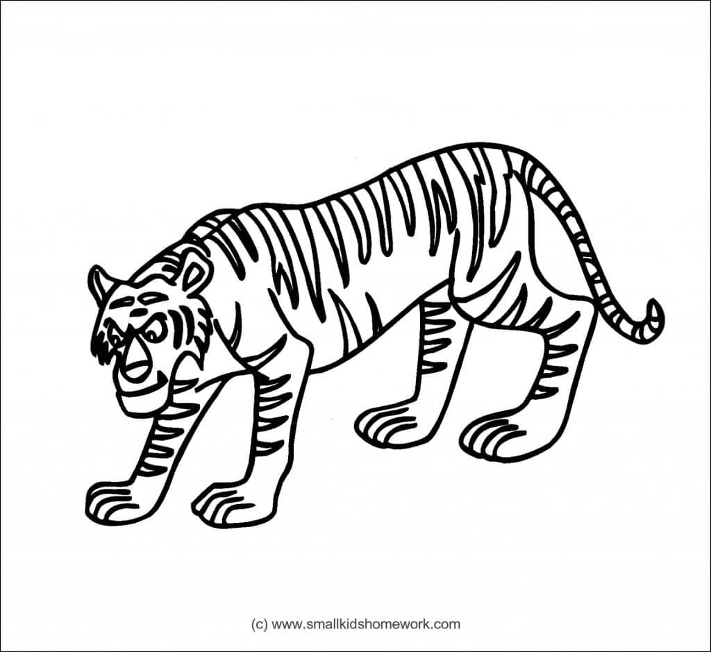 tiger-outline-image