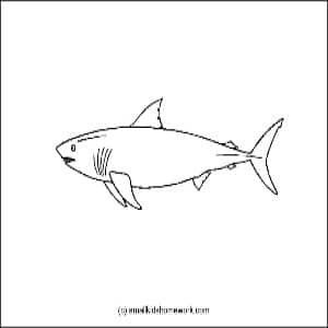 shark-outline-image