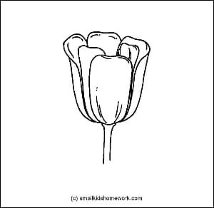 tulip-outline-image